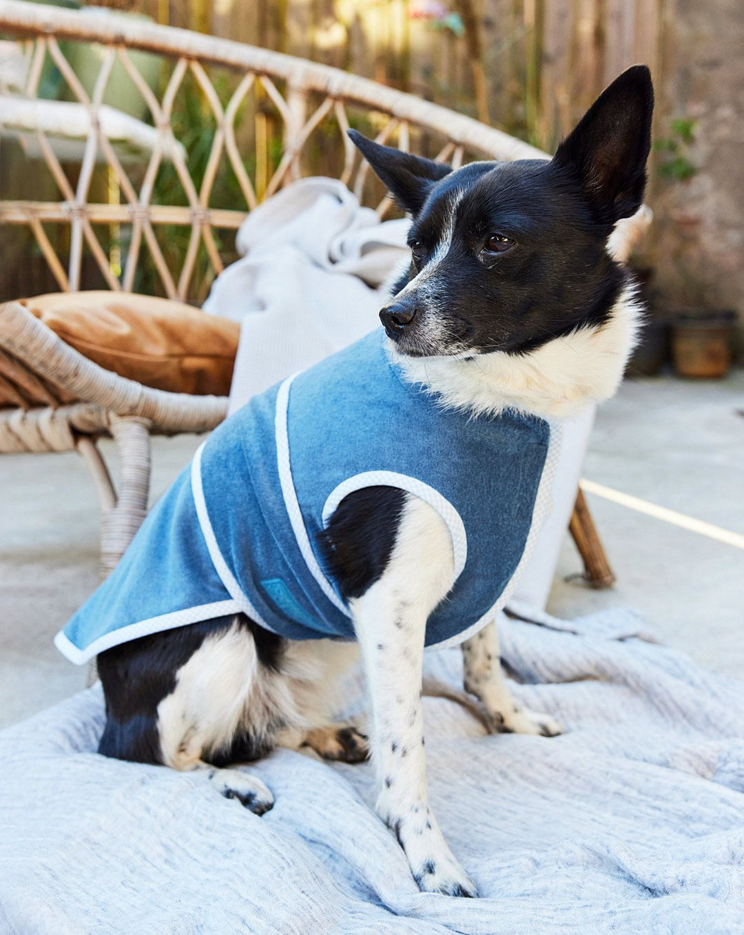 Burda Schnittmuster 5702 – Hunde Set mit Tuch, faltbarer Decke & Mantel